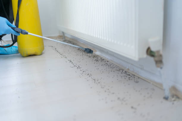 Best Flea Control Services  in Schuylerville, NY
