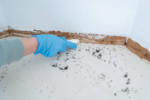 Best Insect Control  in Schuylerville, NY